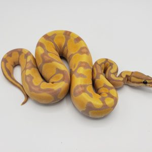 Baby Leopard Banana Orange Dream Enchi Het Pied Ball Python