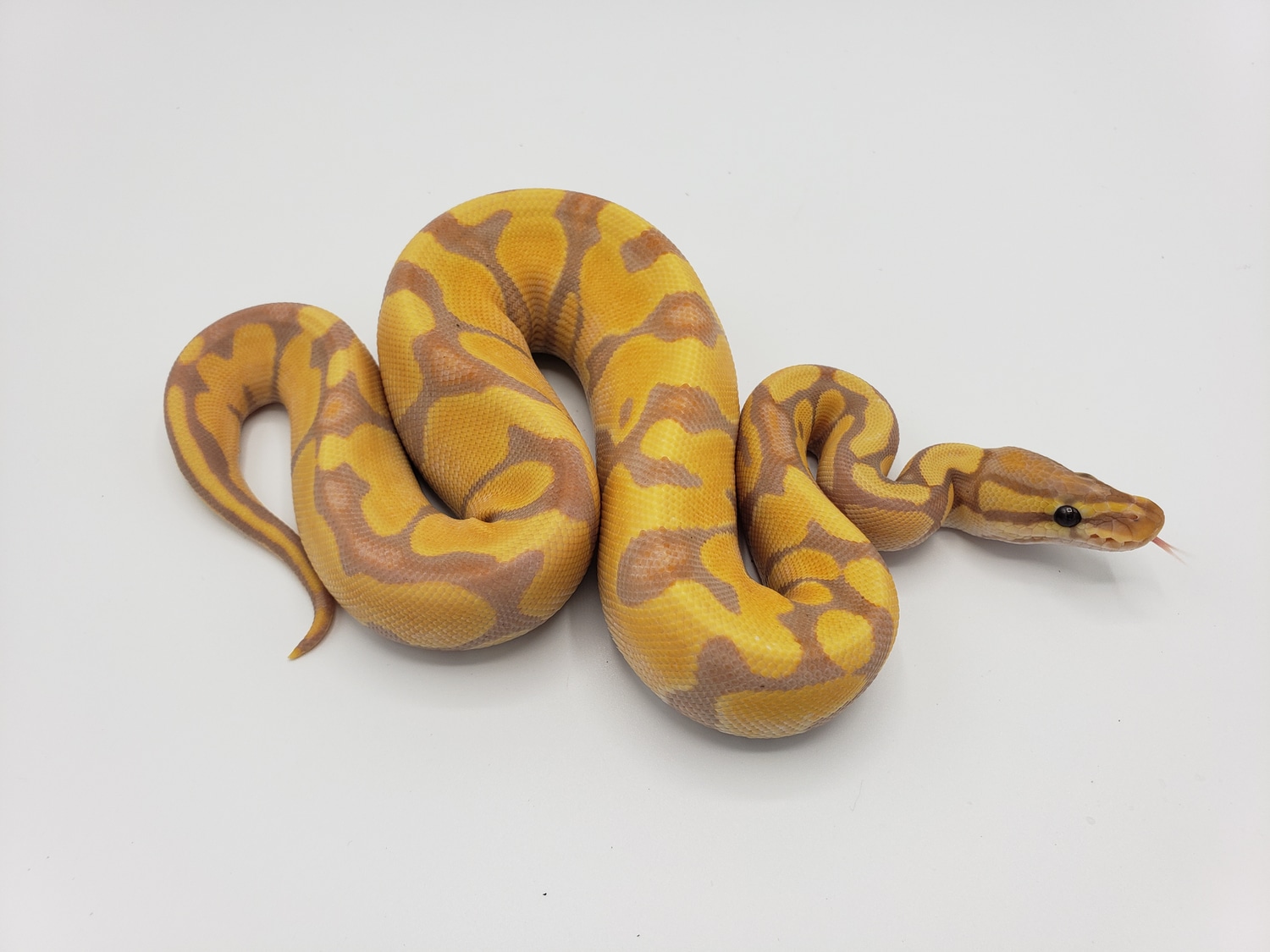 Baby Leopard Banana Orange Dream Enchi Het Pied Ball Python