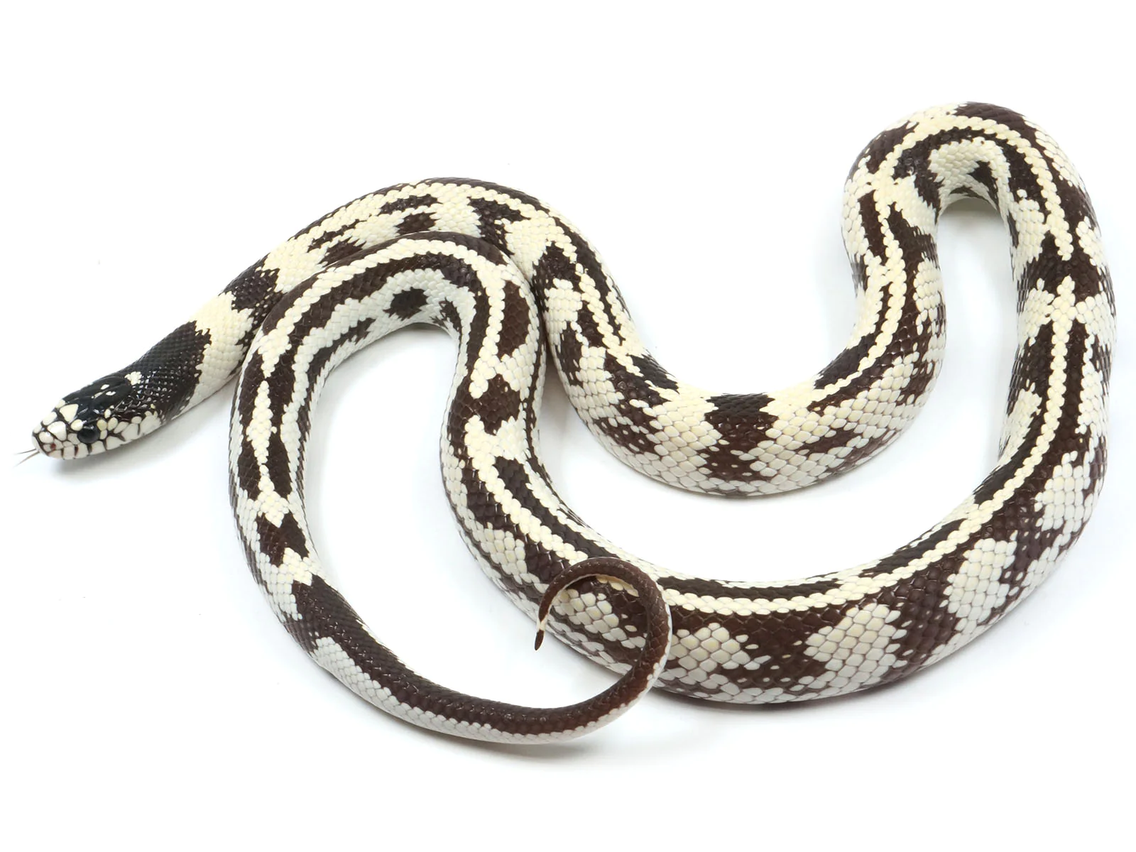Adult Aberrant California Kingsnake - Image 2