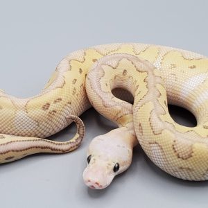 Pastel Lesser Clown Ball Python