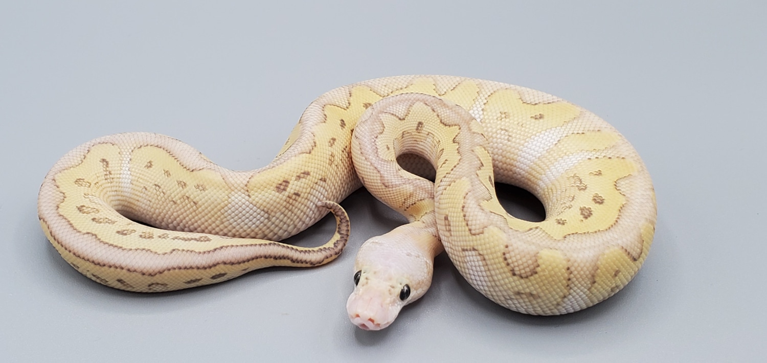 Pastel Lesser Clown Ball Python