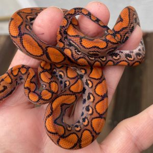 Baby Brazilian Rainbow Boa