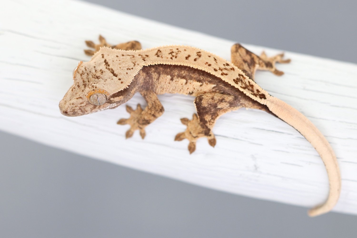 Baby Pinstripe White Wall Crested Gecko - Image 2