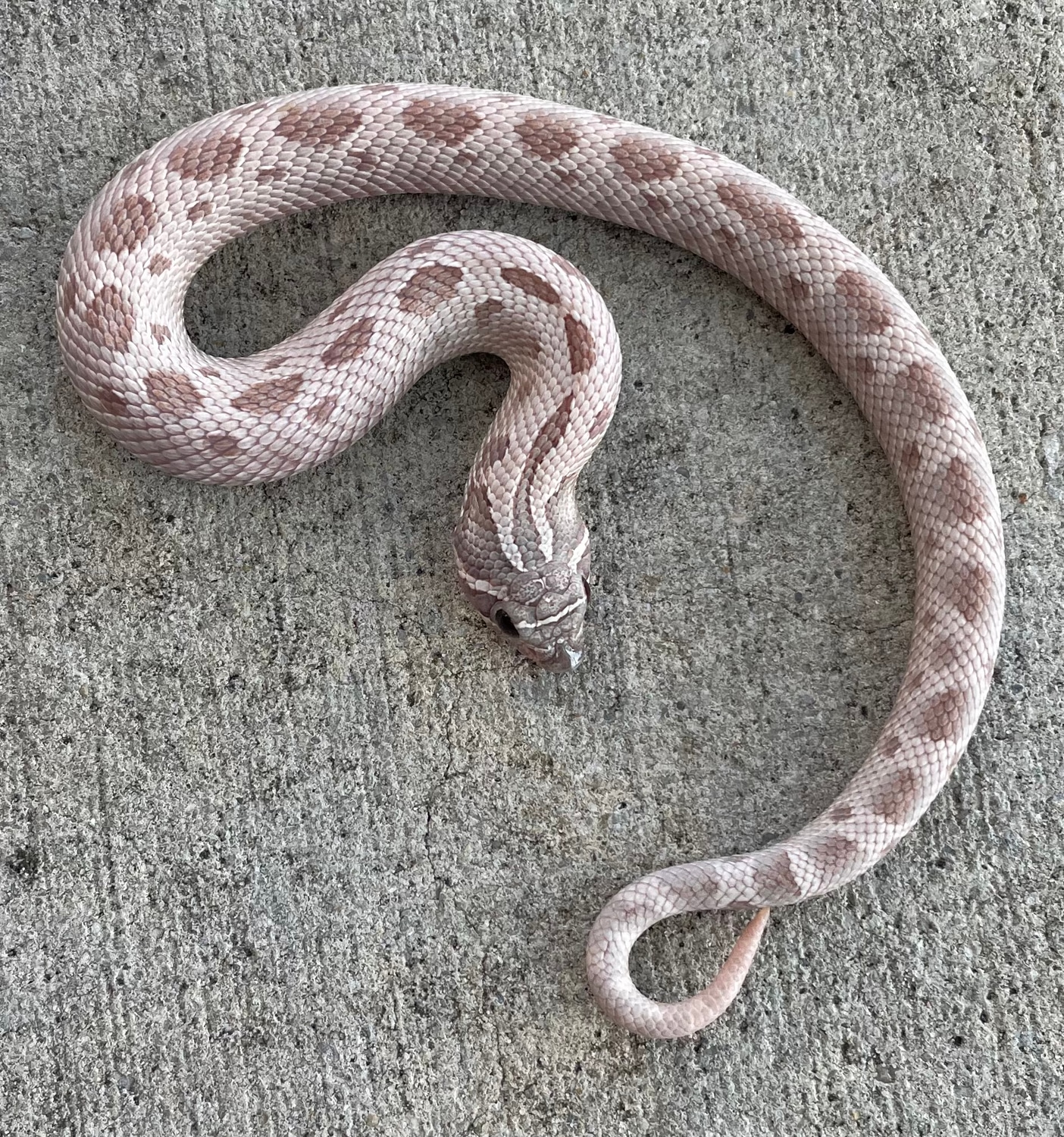 Adult Lavender Western Hognose Snake - Image 2