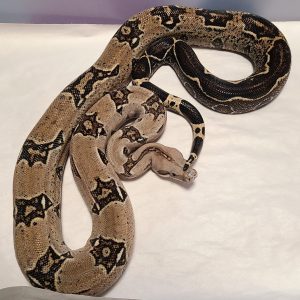 Baby Costa Rican Boa 66% Double Het T + Leopard Boa