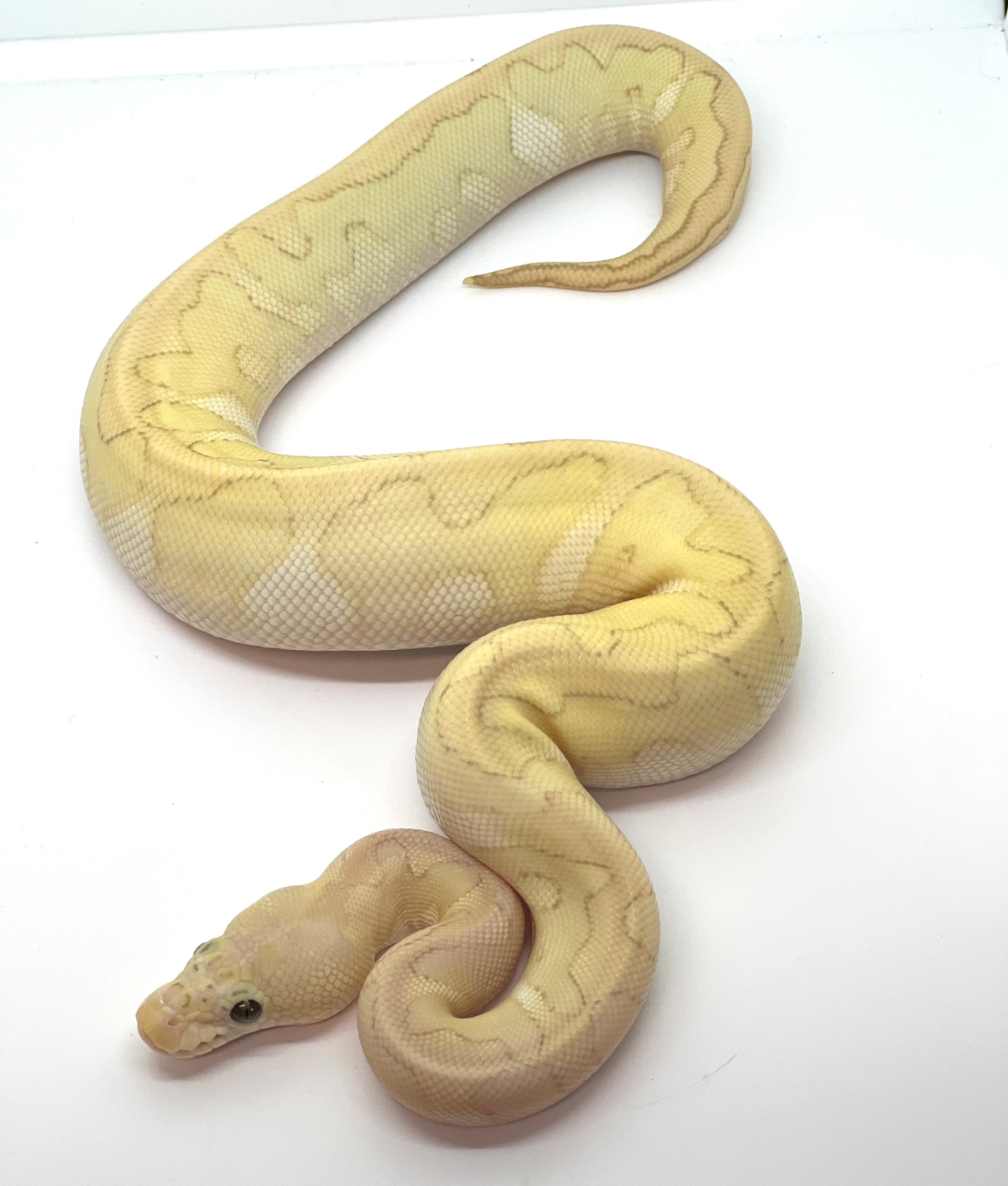 Pastel Lesser Clown Ball Python - Image 3