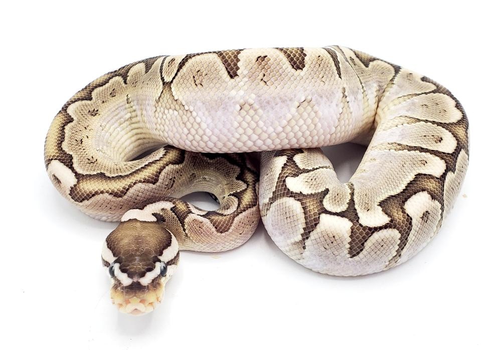Male VPI Axanthic Bamboo Ball Python - Image 4
