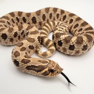 Adult Female Anaconda Het Albino “Mondo” Line