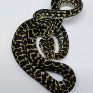 Baby Zebra Jungle Carpet Python