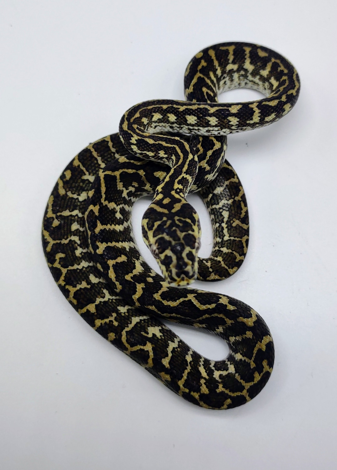 Baby Zebra Jungle Carpet Python