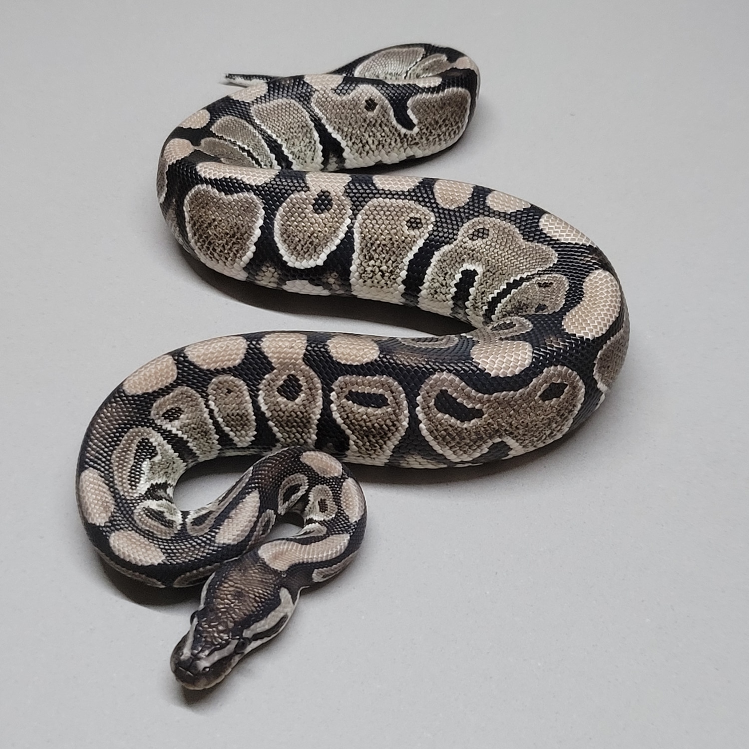 Axanthic 66% Het Albino (Snow) Carpet Python