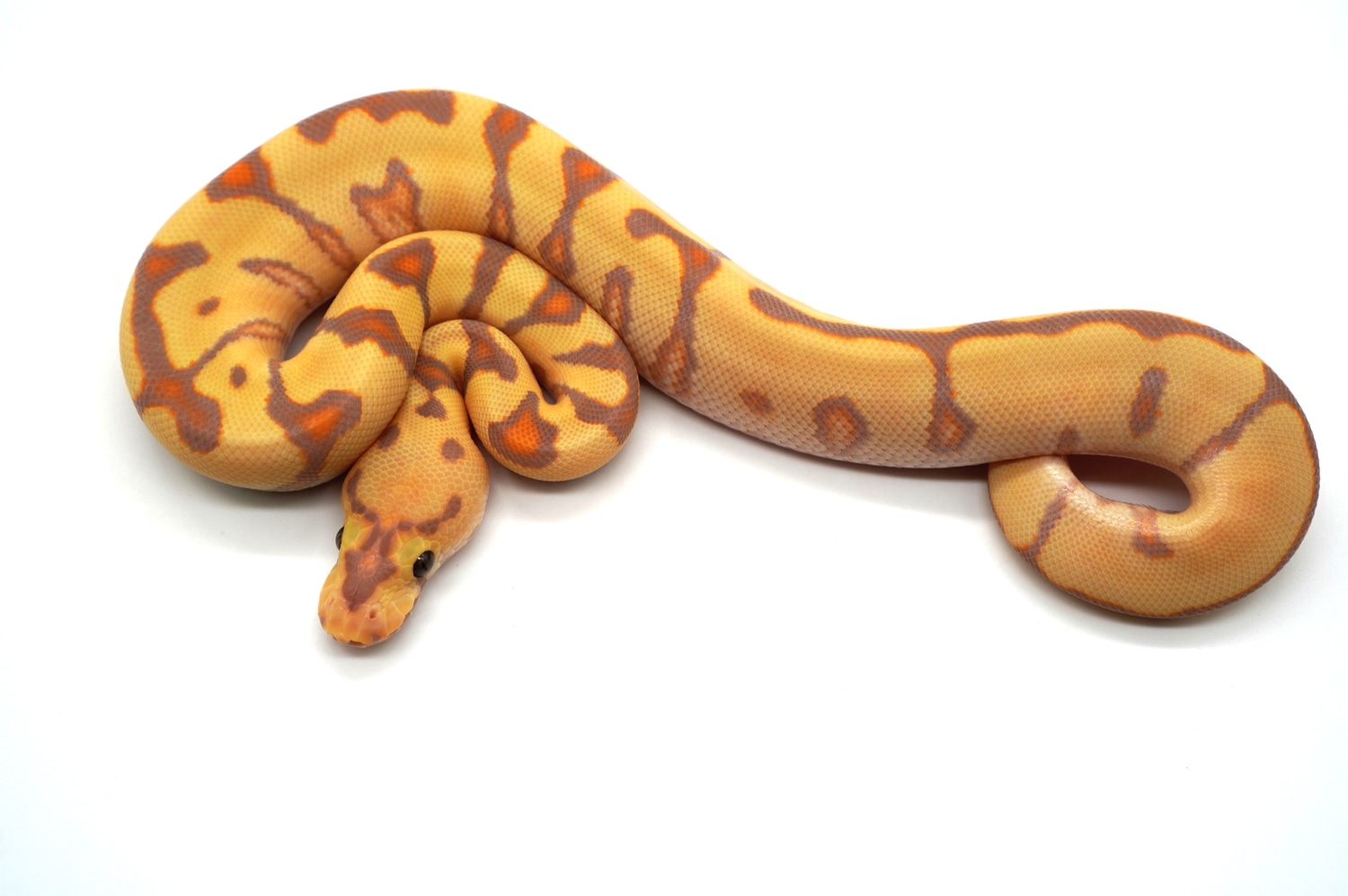 Baby Leopard Banana Orange Dream Enchi Het Pied Ball Python - Image 2
