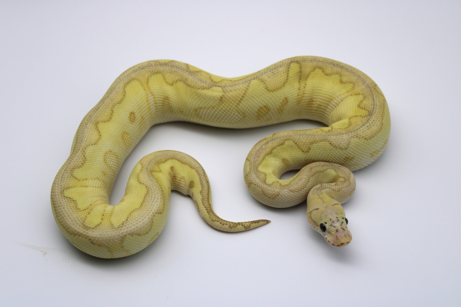 Pastel Lesser Clown Ball Python - Image 4