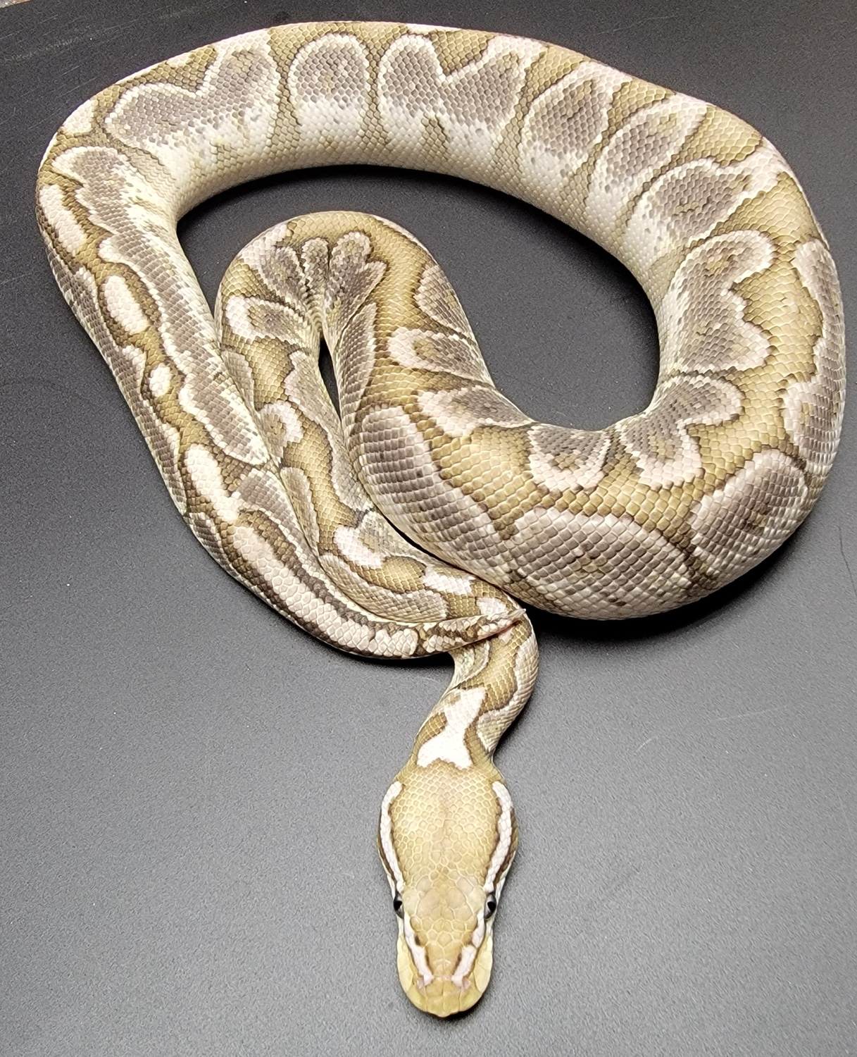 Male VPI Axanthic Bamboo Ball Python - Image 5