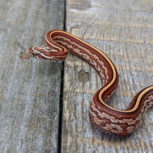 Baby Tessera Okeetee Cornsnake