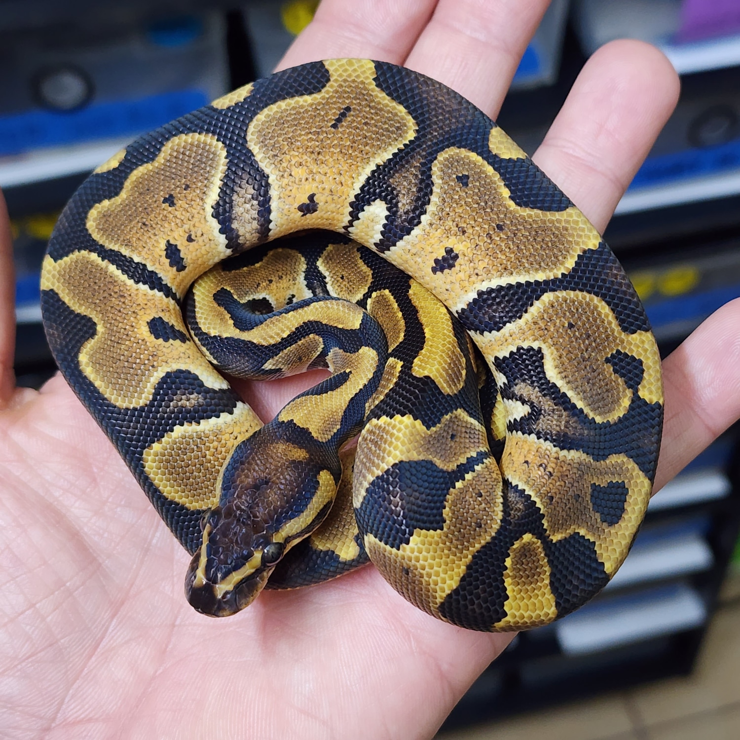 LEOPARD DOUBLE HET HYPO PIED - Image 3