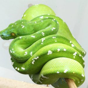 Adult Blue Striped Aru Green Tree Python