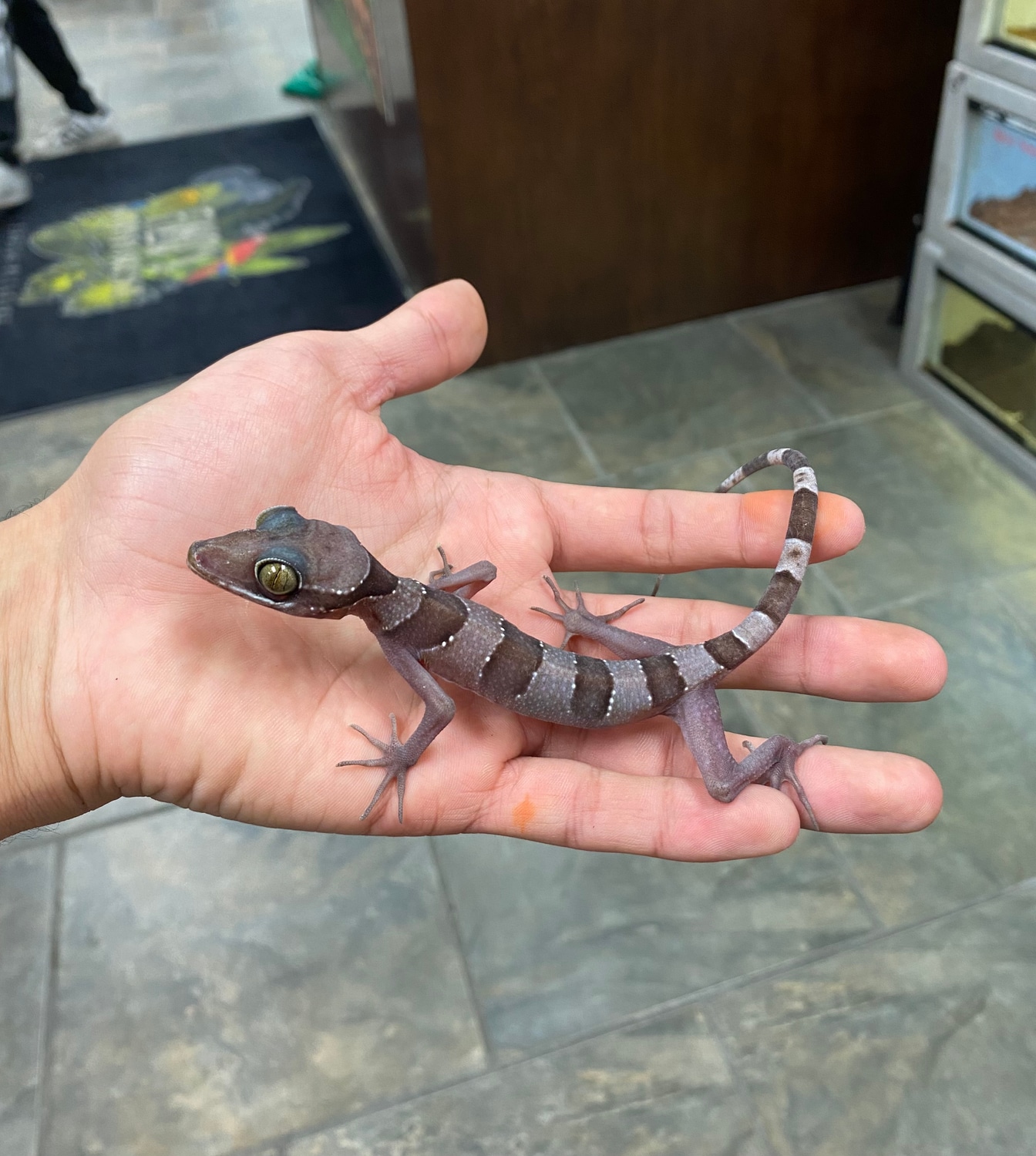 Baby Bintang Slender Toed Gecko - Image 2