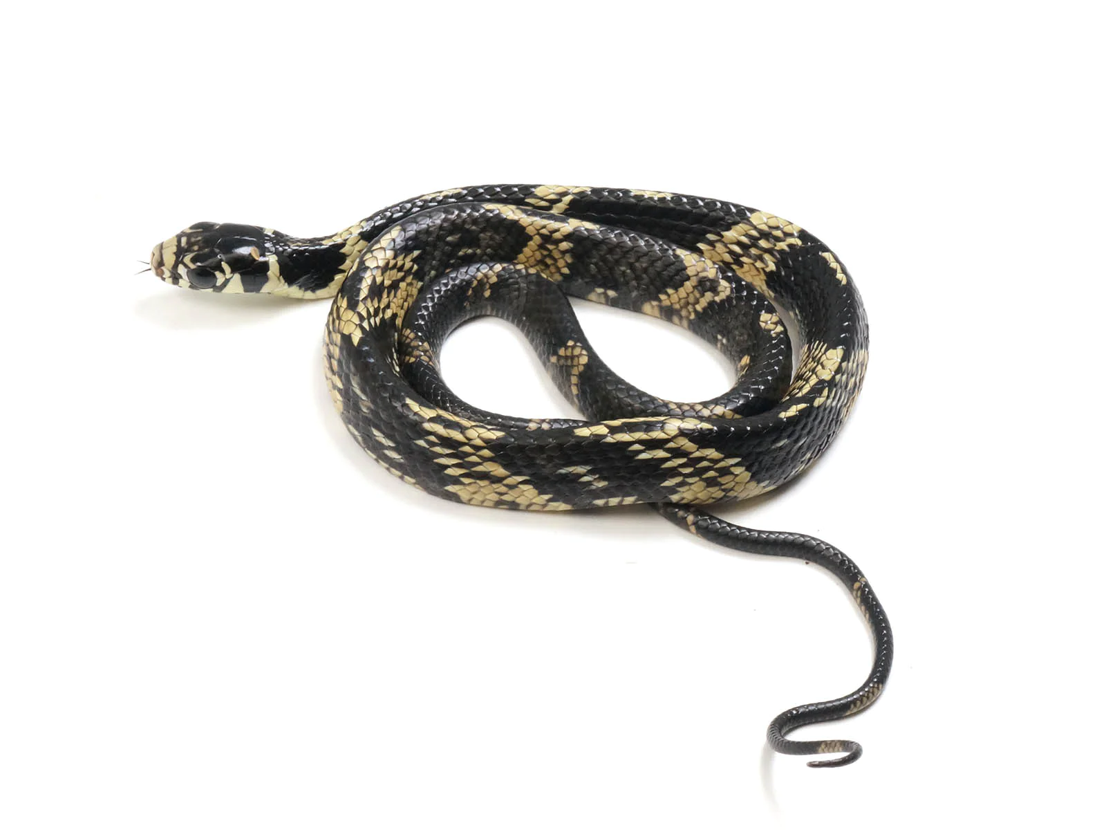 Hatchling Surname Tiger Ratsnake