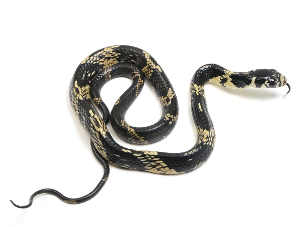 Hatchling Surname Tiger Ratsnake - Image 3