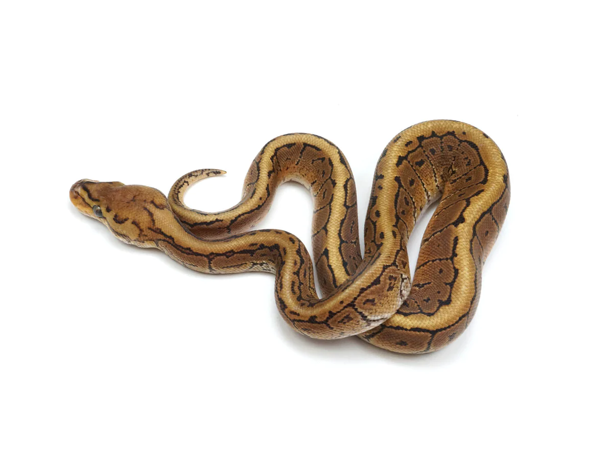 Lemonblast Het Clown Ball Python - Image 4