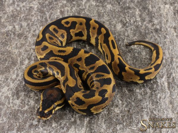 LEOPARD DOUBLE HET HYPO PIED - Image 2
