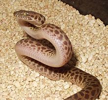 Baby VPI Children’s Python - Image 2