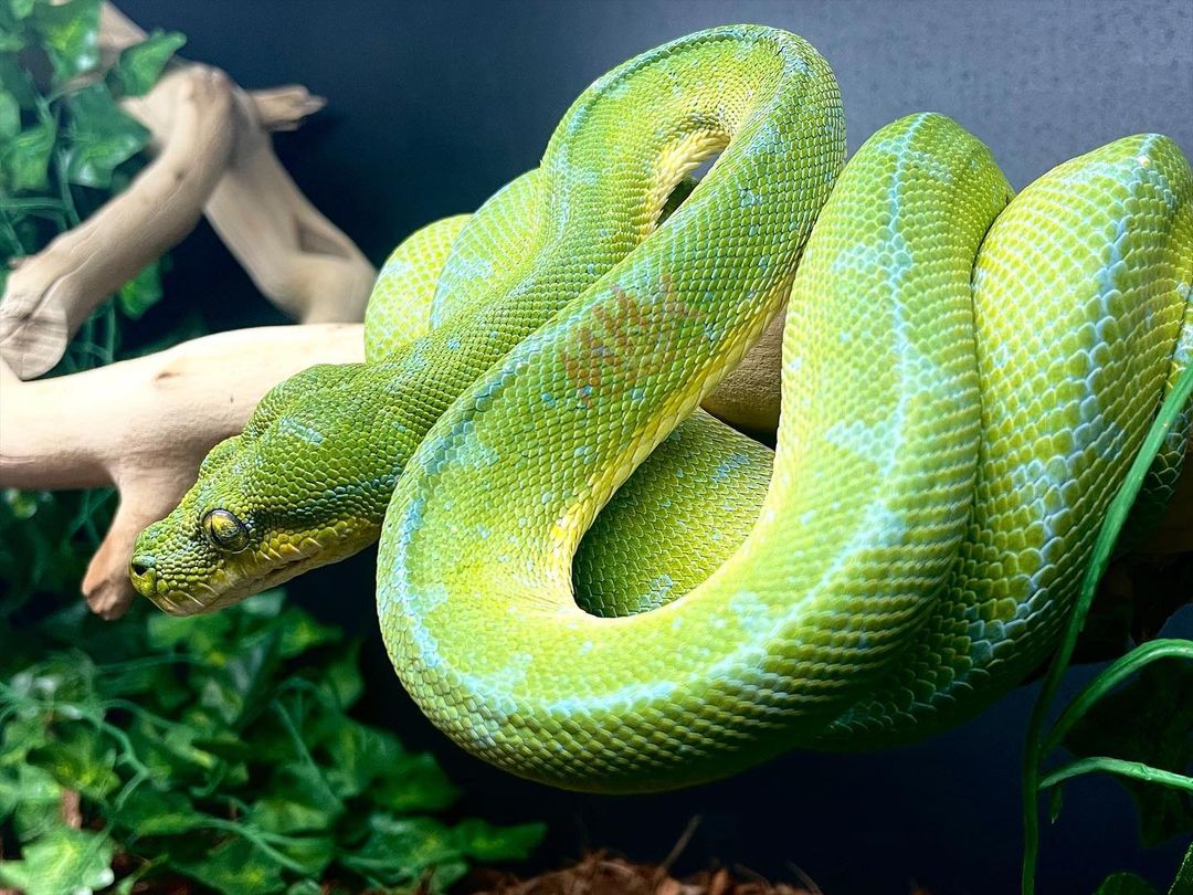 Jayapura Green Tree Python - Image 2