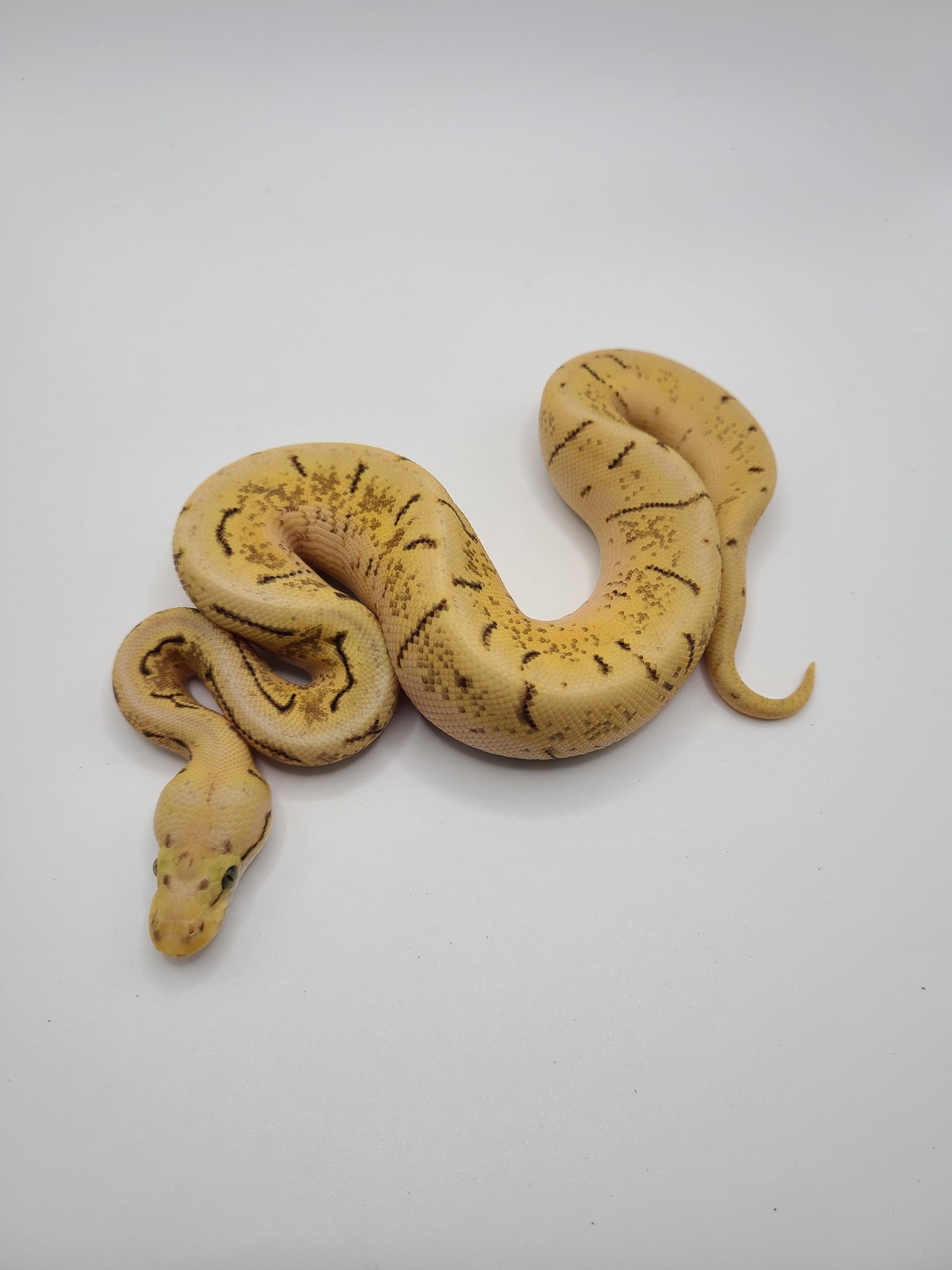 Baby Bumblebee Disco Hypo Leopard Ball Python - Image 2