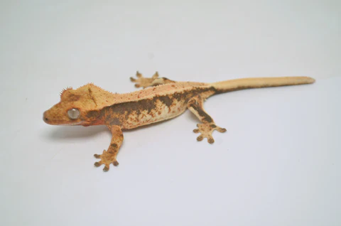 Pumpkin Reverse Pinstripe Harlequin Crested Gecko - Image 2