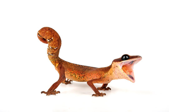 Malaysian Cat Eye Gecko Pair - Image 2