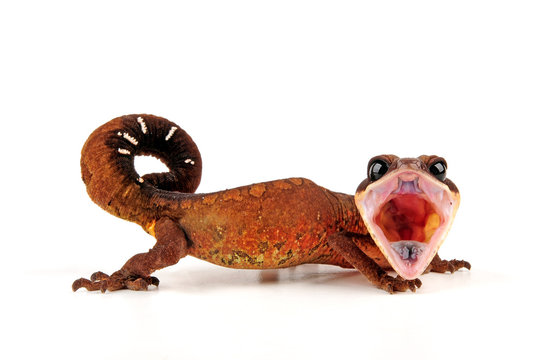 Malaysian Cat Eye Gecko Pair - Image 3