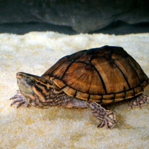 Juvenile Razorback Musk Turtle