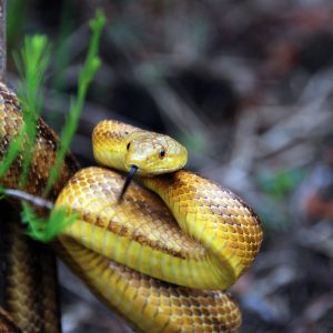 Florida City Yellow Ratsnake
