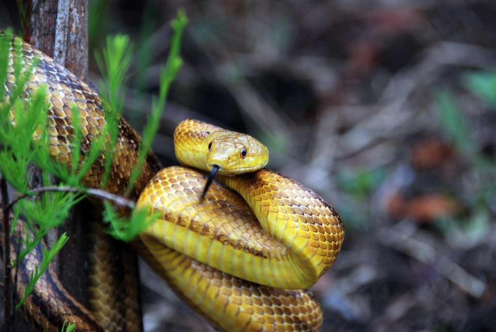 Florida City Yellow Ratsnake