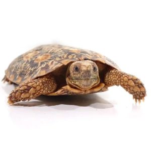 Adult Pancake Tortoise