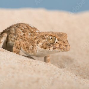 Helmeted Gecko