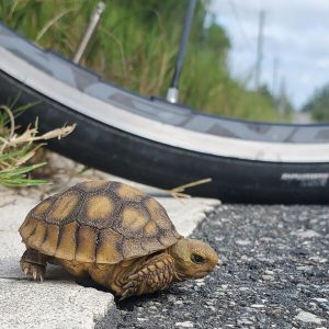 Jumbo Russian Tortoise