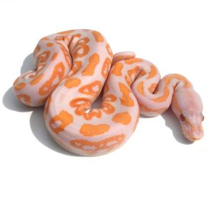 Baby Albino Black Pastel Ball Python
