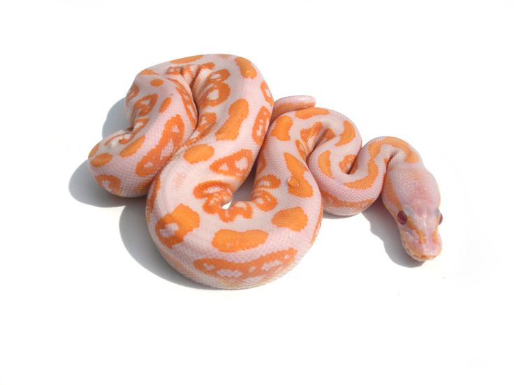 Baby Albino Black Pastel Ball Python