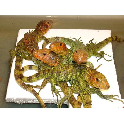Baby Caiman Lizard - Image 2