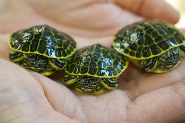 Baby Florida Chicken Turtle - Image 2