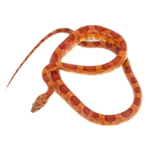 Yearling Red Factor Amel Het Anery Cornsnake