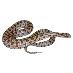 Baby Prairie Kingsnake