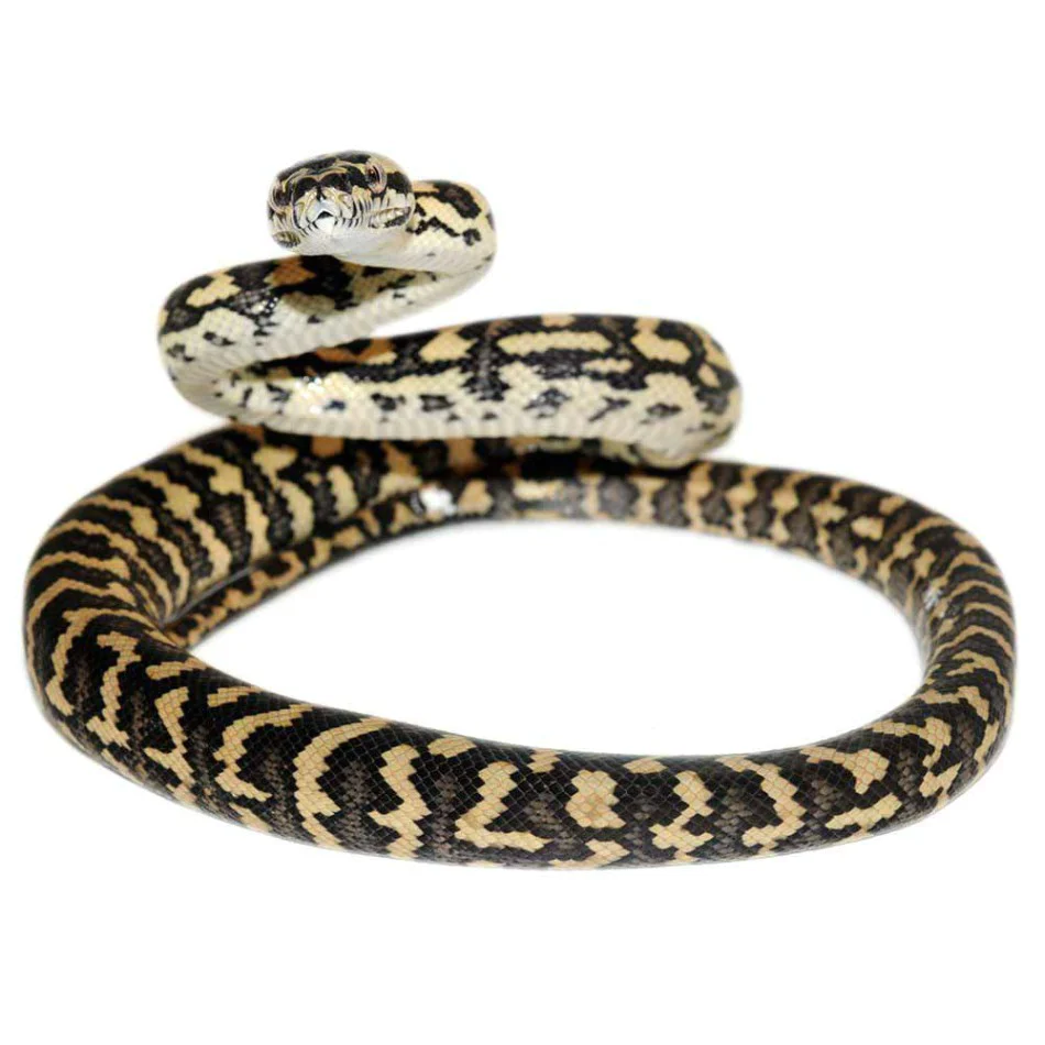 Baby Tiger Darwin’s Carpet Python - Image 2