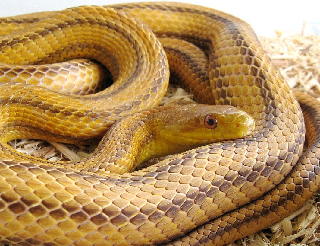 Florida City Yellow Ratsnake - Image 2