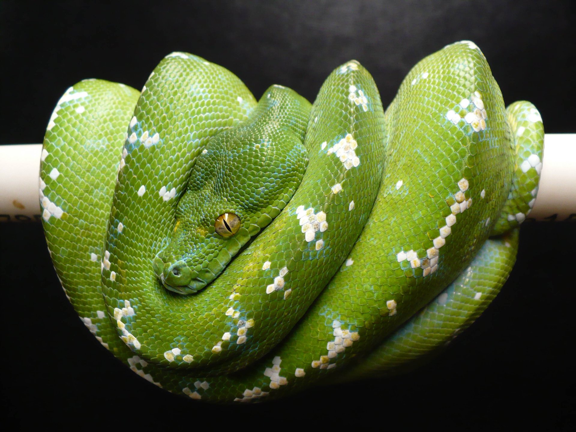 ARU GREEN TREE PYTHON - Image 2