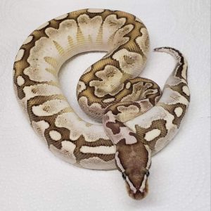 Male VPI Axanthic Bamboo Ball Python