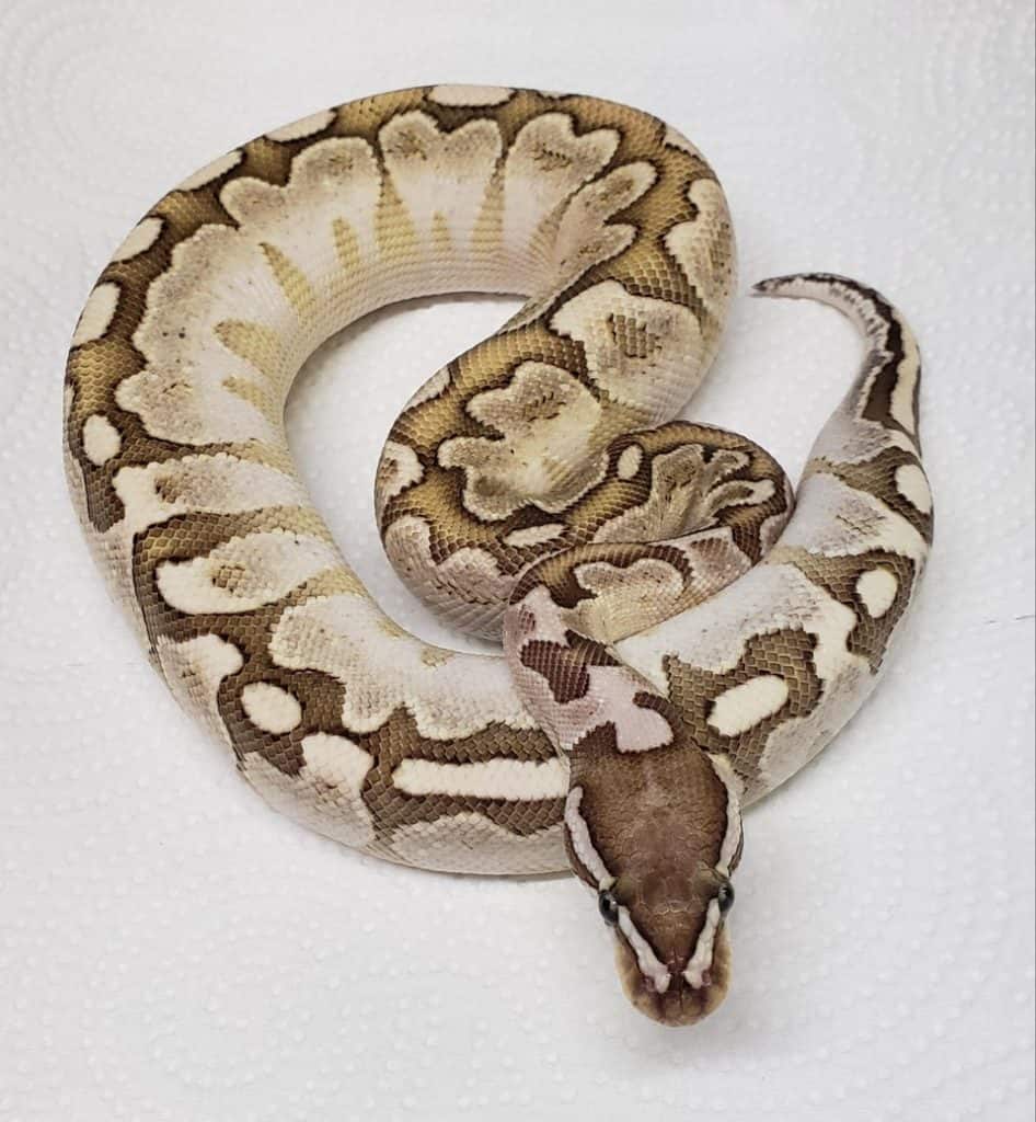 Male VPI Axanthic Bamboo Ball Python