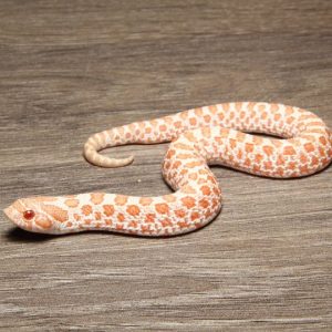 Baby Albino Western Hognose Snake